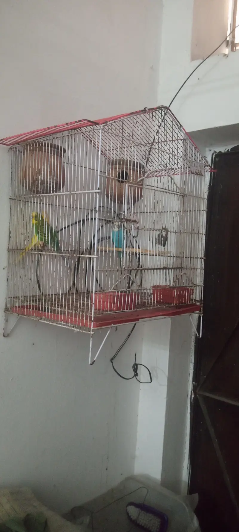 Australian parrot with cage — photo 2