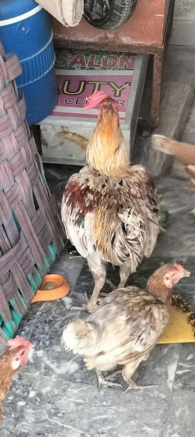 Aseel Hens & Murga