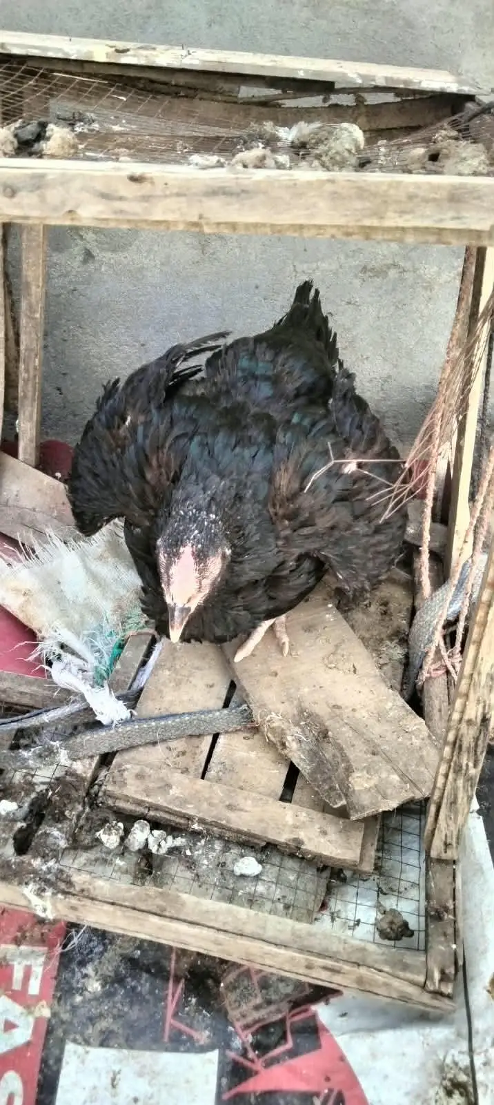 Aseel Hens & Murga — photo 2