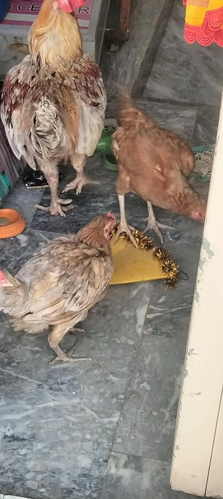 Aseel Hens & Murga — photo 3