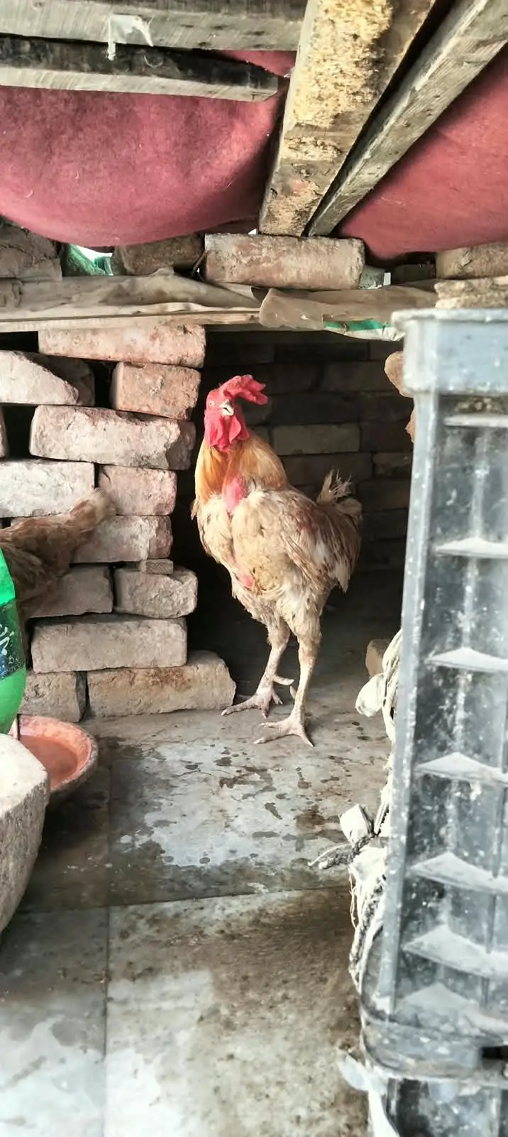 Aseel Hens & Murga — photo 4
