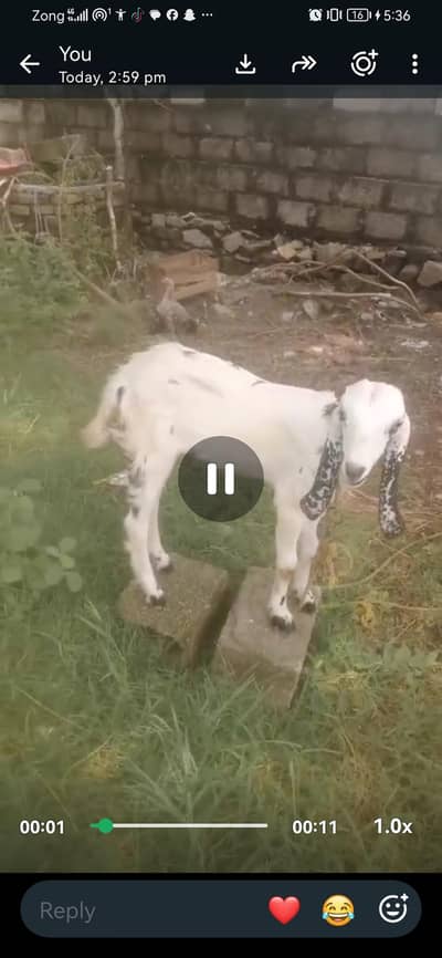 very healthy goat urgent sale