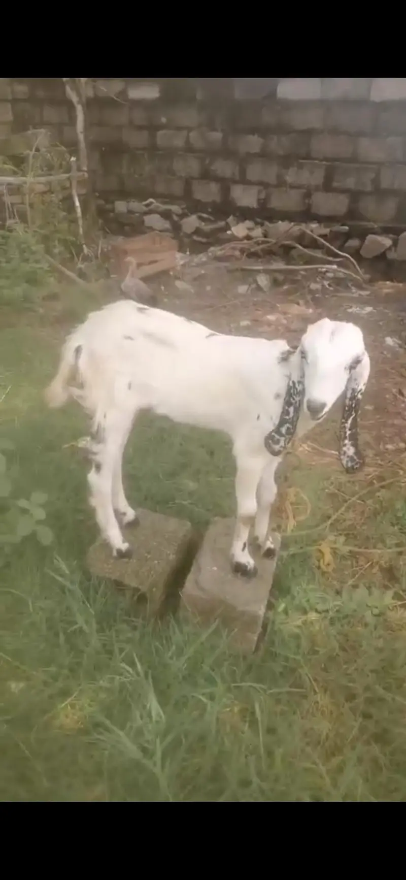 very healthy goat urgent sale — photo 2