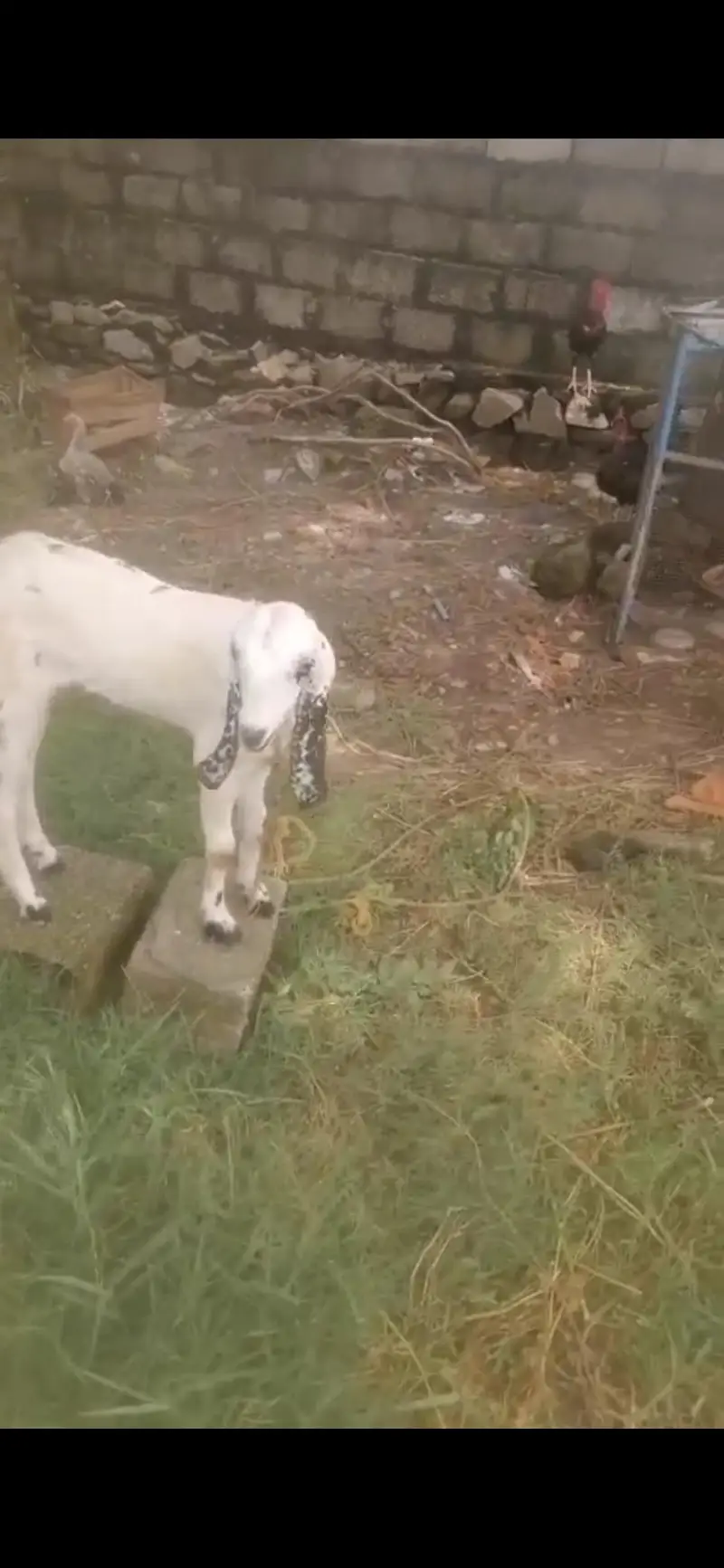 very healthy goat urgent sale — photo 3