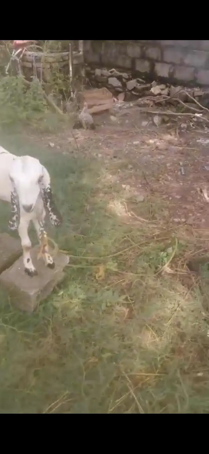 very healthy goat urgent sale — photo 4