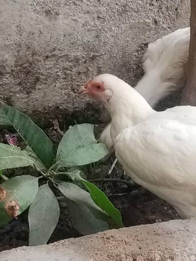 Paper white Aseel heera hen