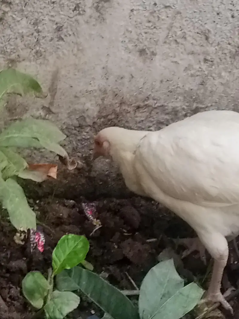 Paper white Aseel heera hen — photo 2