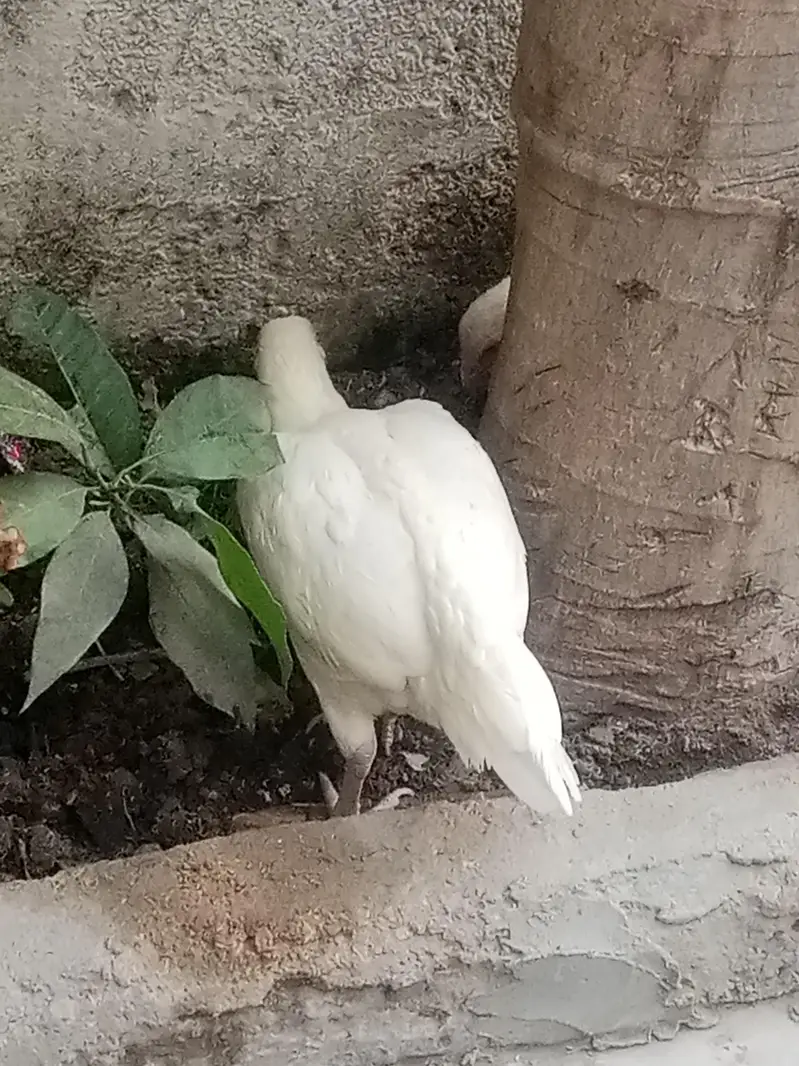Paper white Aseel heera hen — photo 3