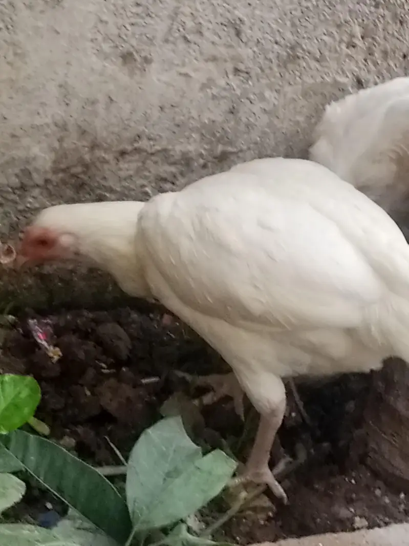 Paper white Aseel heera hen — photo 4