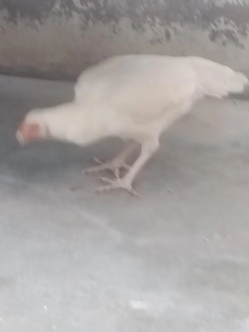 Paper white Aseel heera hen — photo 5