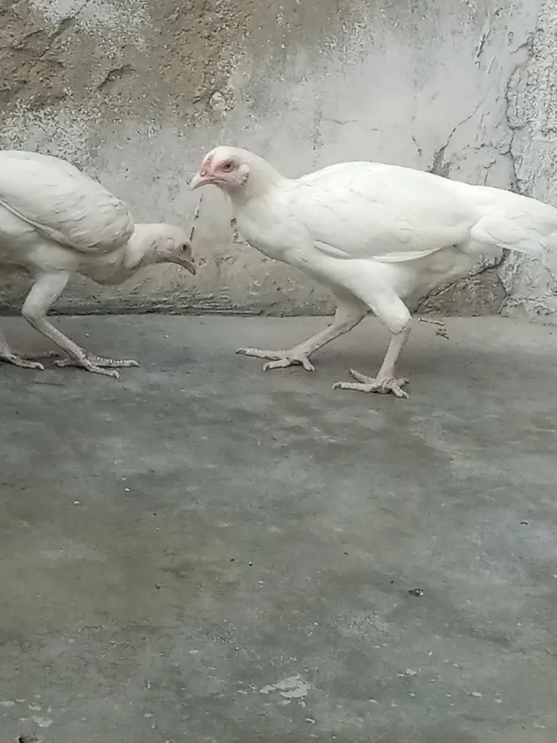 Paper white Aseel heera hen — photo 6