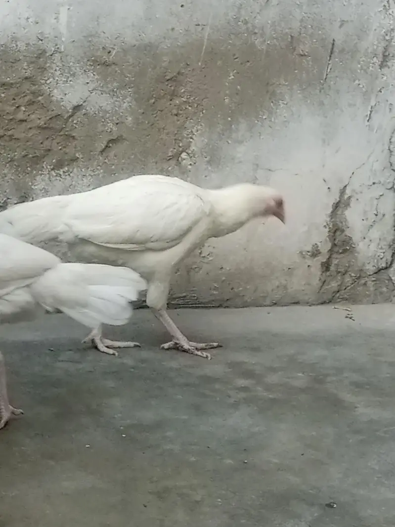 Paper white Aseel heera hen — photo 7
