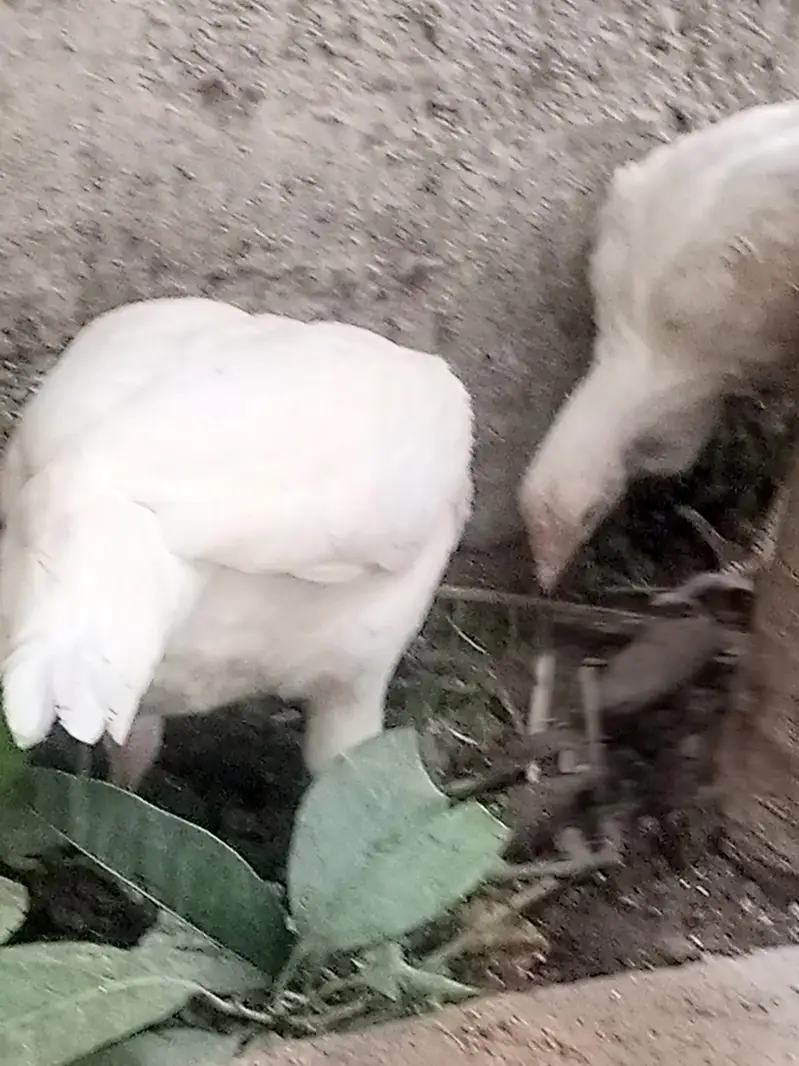 Paper white Aseel heera hen — photo 8