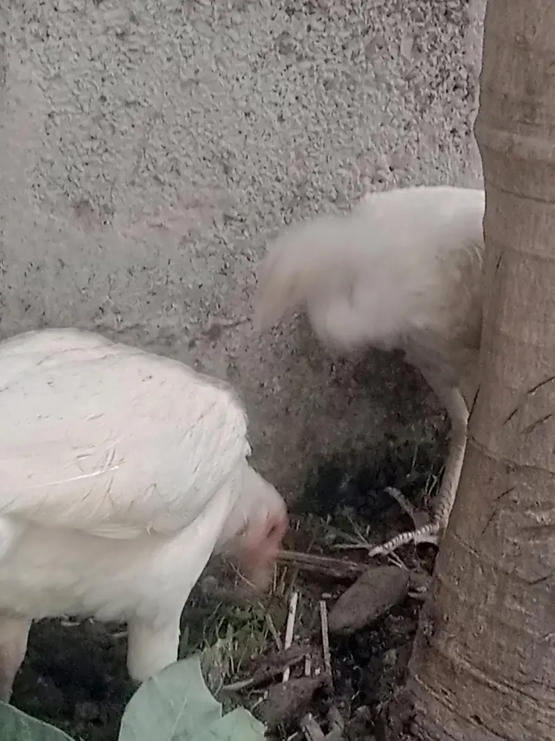 Paper white Aseel heera hen — photo 9