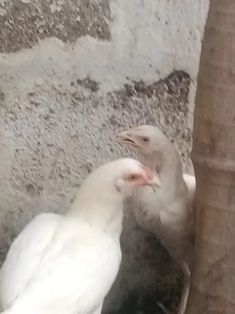 Paper white Aseel heera hen — photo 10