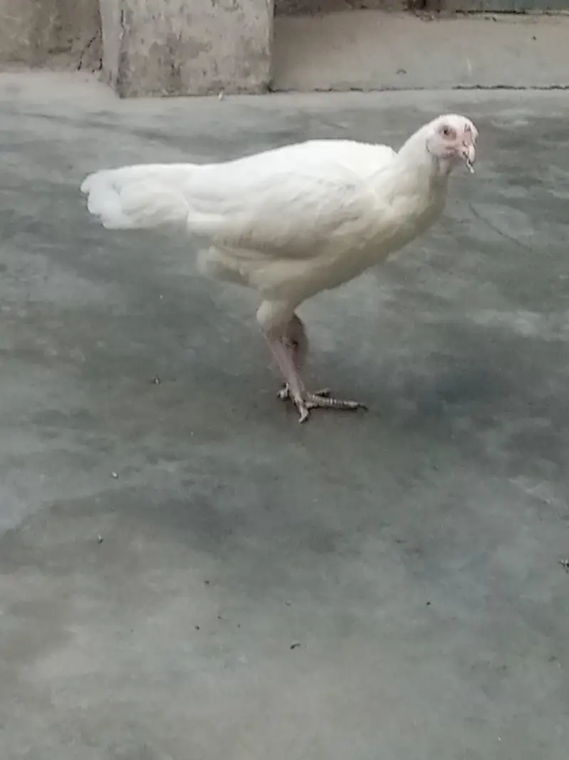 Paper white Aseel heera hen — photo 11