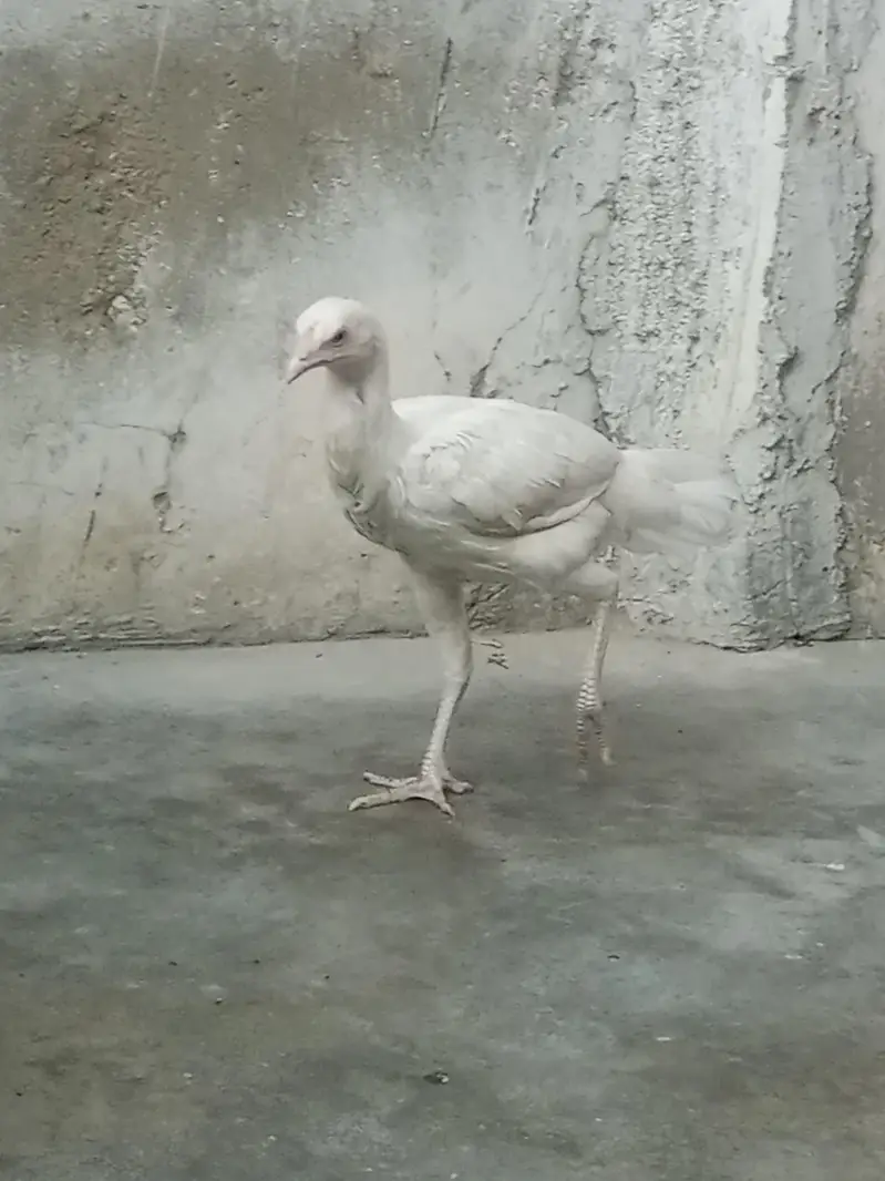 Paper white Aseel heera hen — photo 12