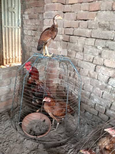 Pure Mianwali Aseel Male and Female Set up for New Home