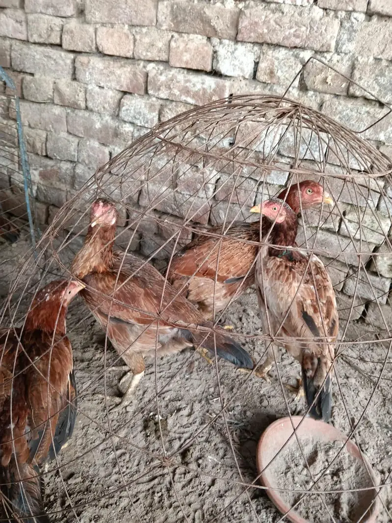 Pure Mianwali Aseel Male and Female Set up for New Home — photo 2