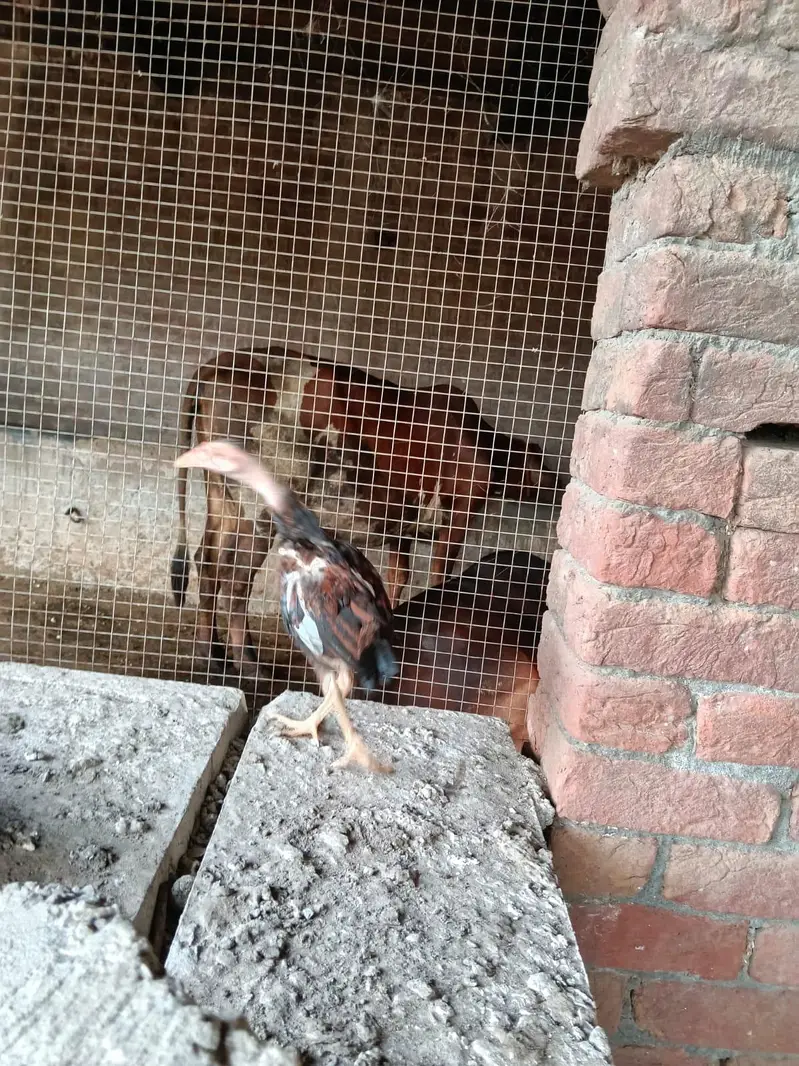 Pure Mianwali Aseel Male and Female Set up for New Home — photo 6