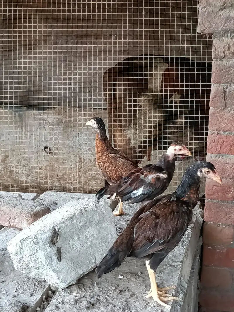 Pure Mianwali Aseel Male and Female Set up for New Home — photo 7