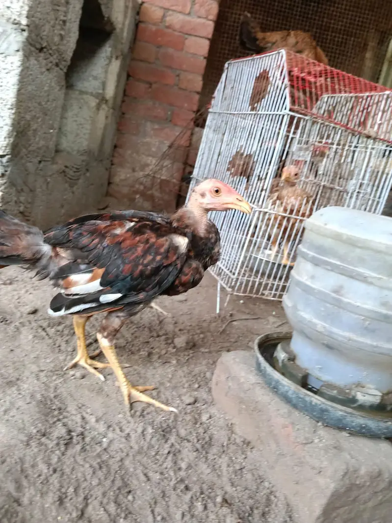 Pure Mianwali Aseel Male and Female Set up for New Home — photo 9
