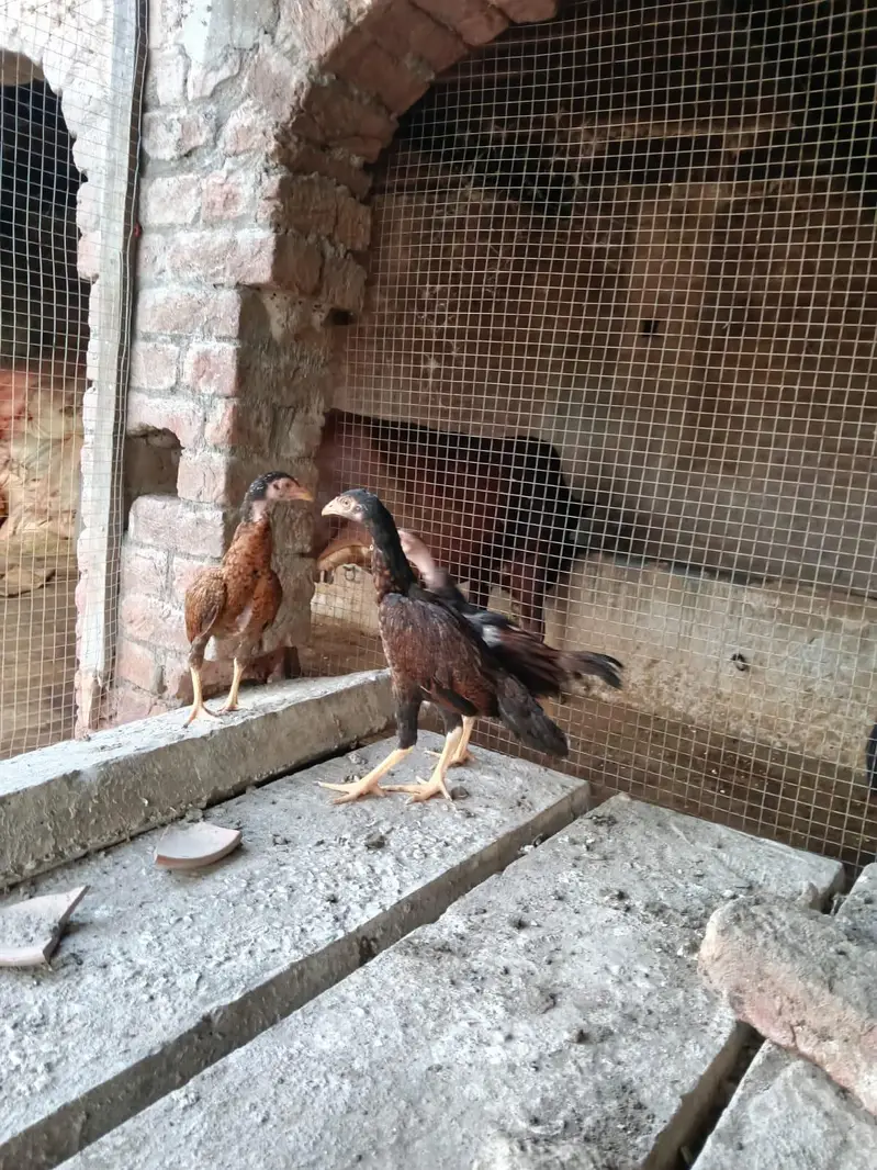 Pure Mianwali Aseel Male and Female Set up for New Home — photo 11