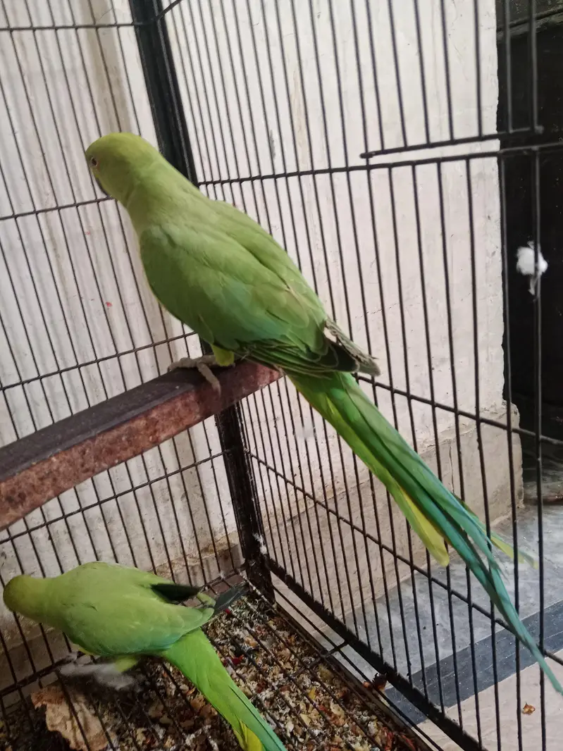 Ring nick pear new sheltar Lahore — photo 3