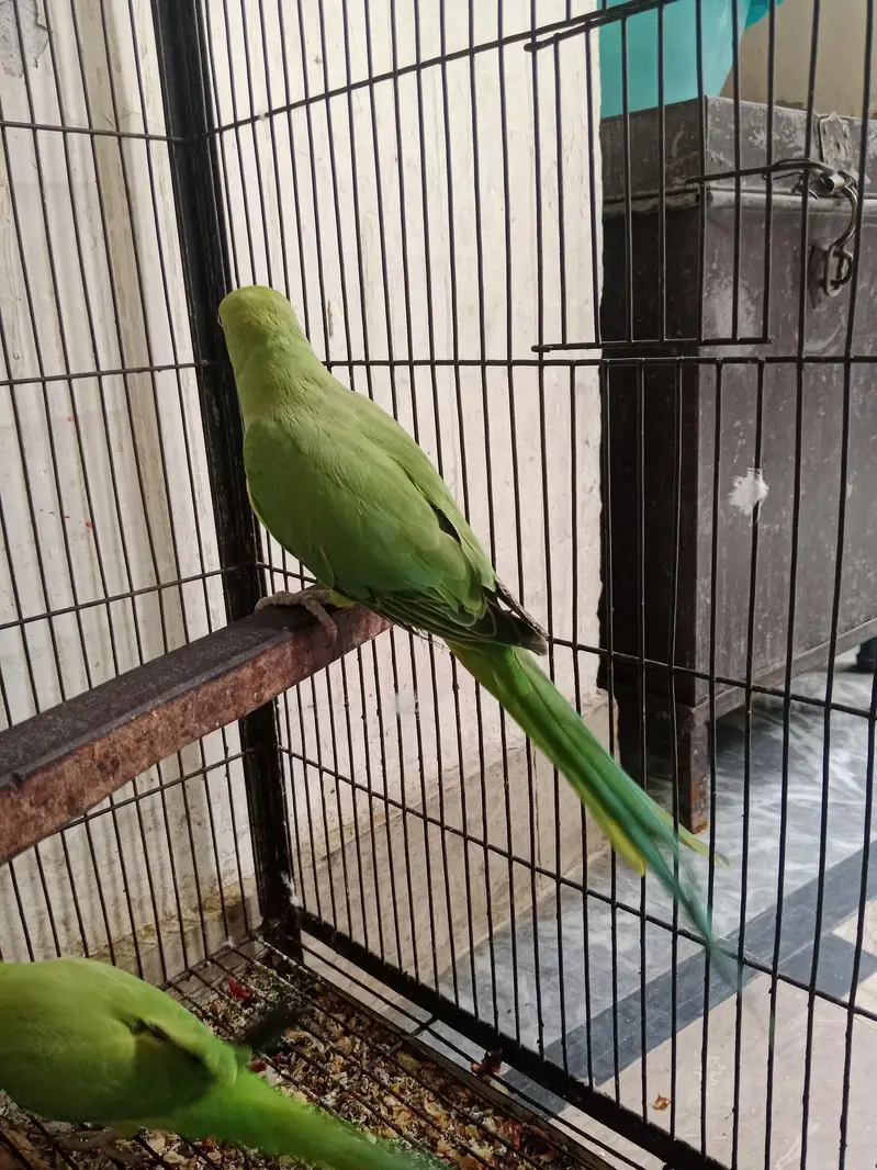 Ring nick pear new sheltar Lahore — photo 5