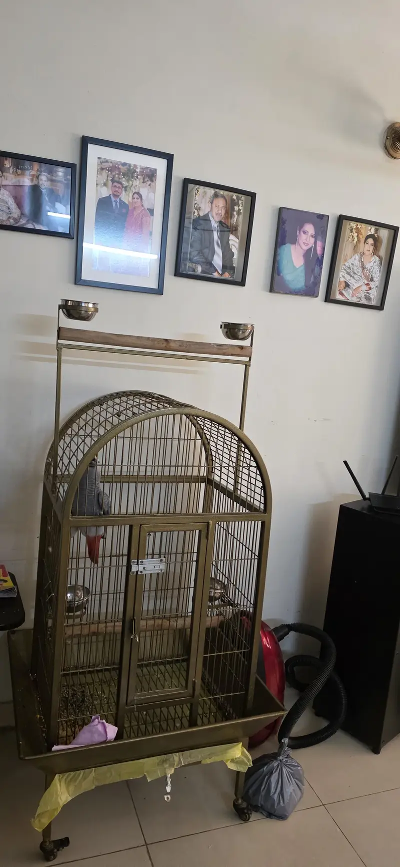African Grey Parrot Cage — photo 6