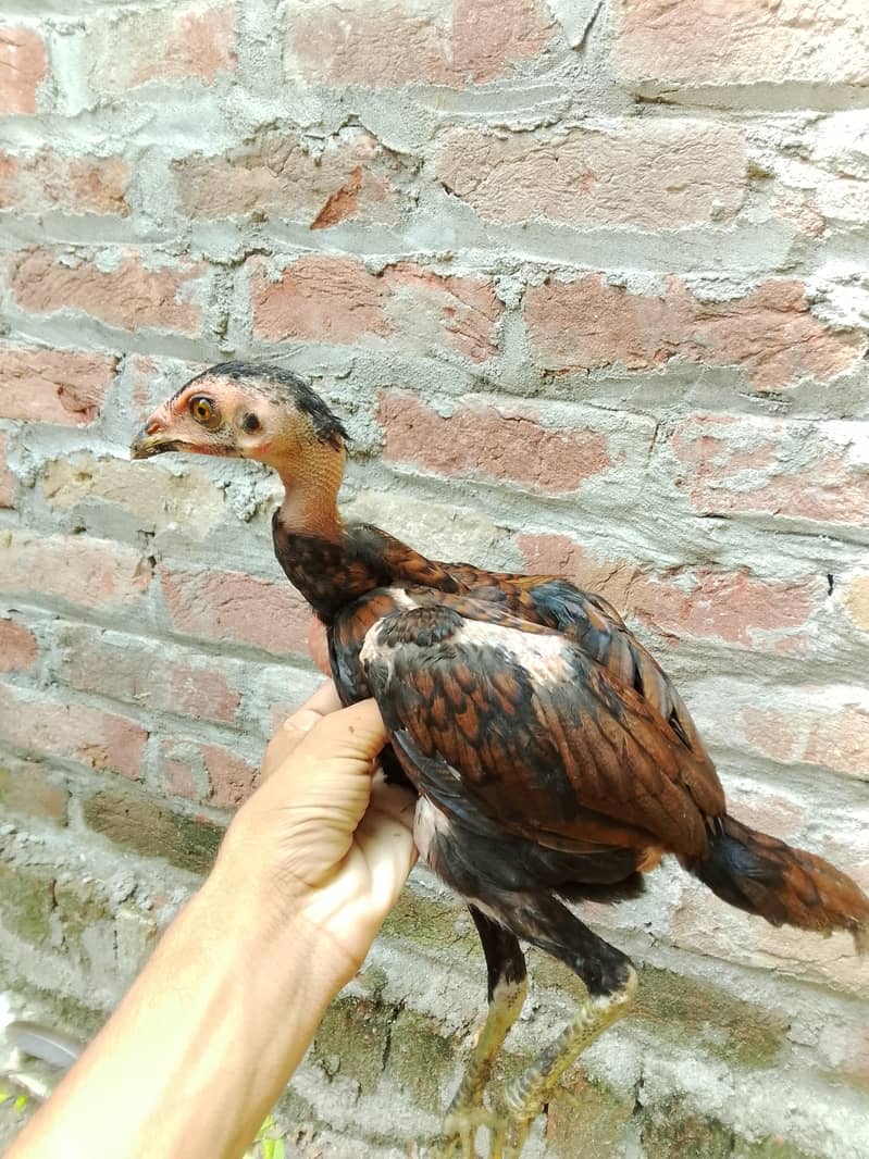 Burmi 0