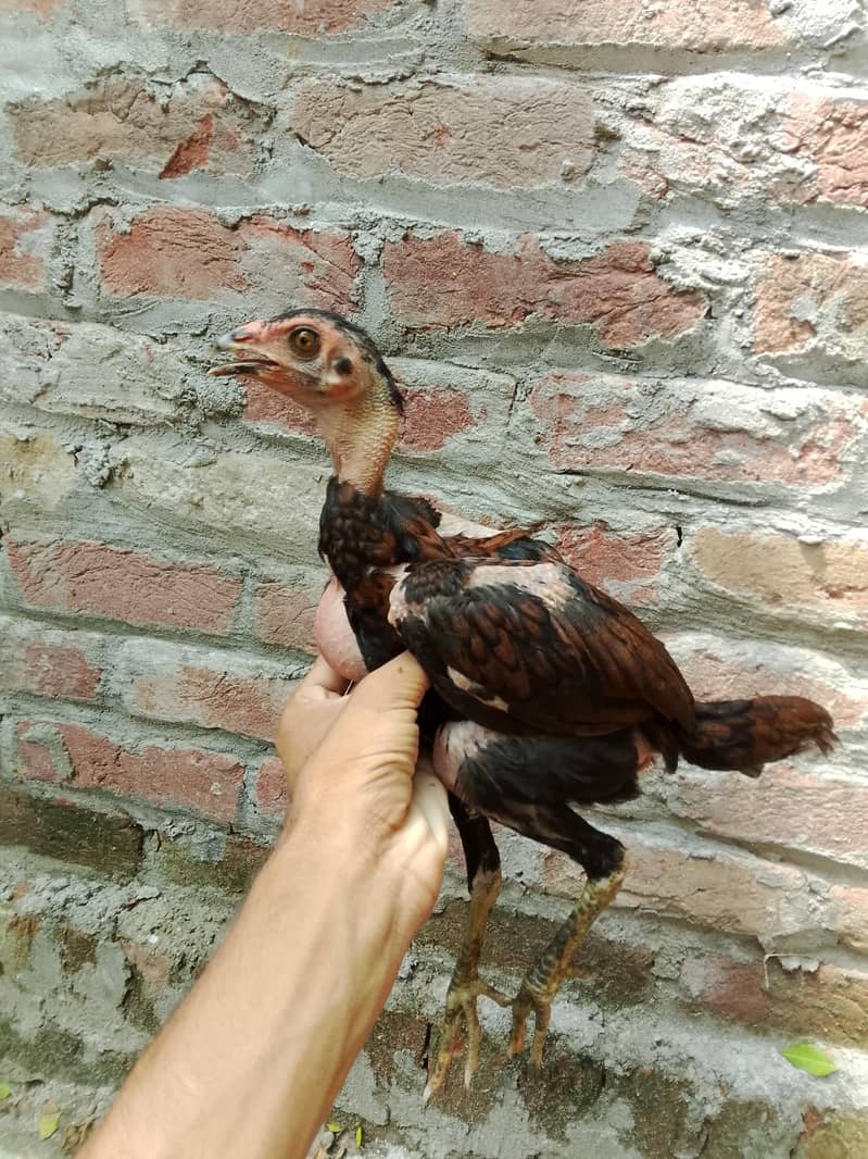 Burmi 1
