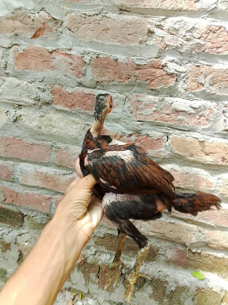 Burmi 2