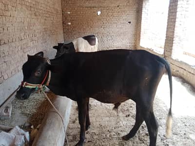 panoy 2saal age ha2027 ki qurbain klya boht hi pyra bcha ha urgent sal