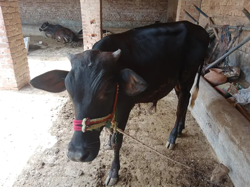 panoy 2saal age ha2027 ki qurbain klya boht hi pyra bcha ha urgent sal — photo 2