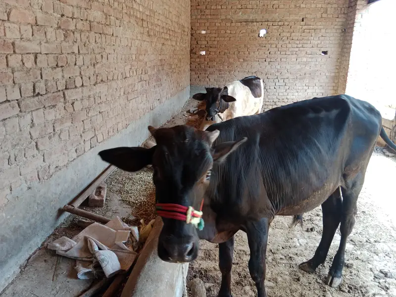 panoy 2saal age ha2027 ki qurbain klya boht hi pyra bcha ha urgent sal — photo 3
