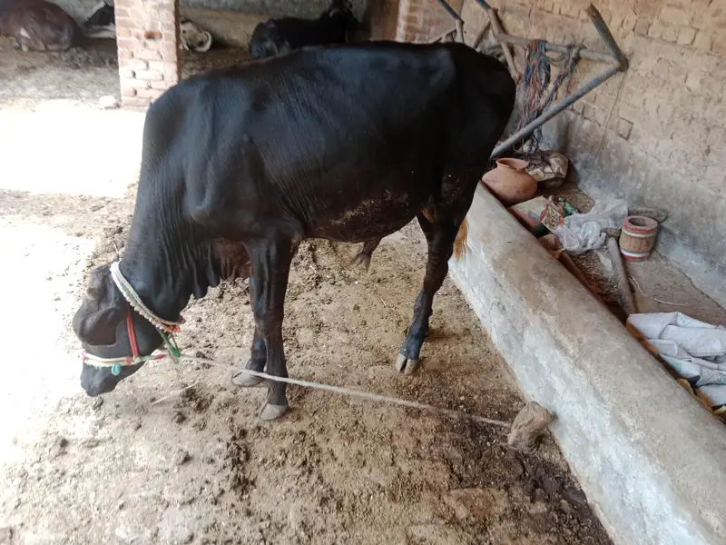 panoy 2saal age ha2027 ki qurbain klya boht hi pyra bcha ha urgent sal — photo 4