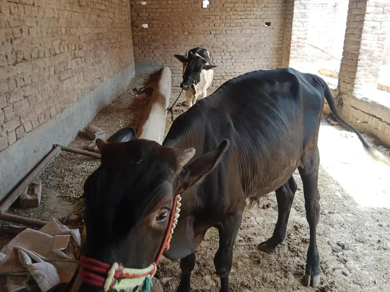 panoy 2saal age ha2027 ki qurbain klya boht hi pyra bcha ha urgent sal — photo 5