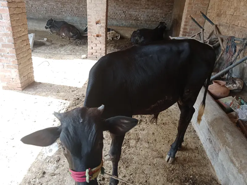 panoy 2saal age ha2027 ki qurbain klya boht hi pyra bcha ha urgent sal — photo 6