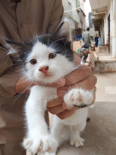 Pretty Chubby Kitten 