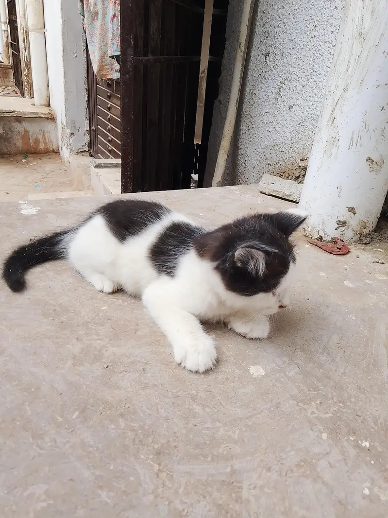 Pretty Chubby Kitten  — photo 2