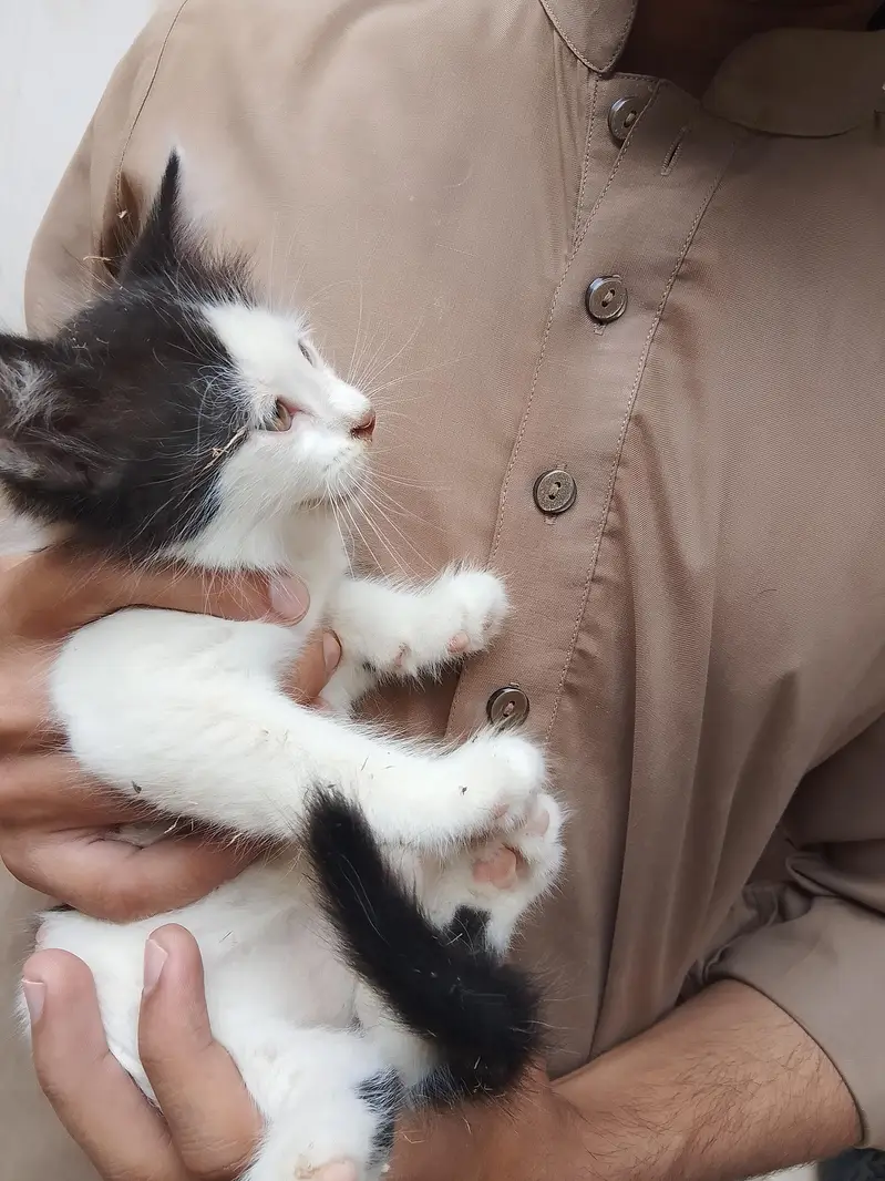 Pretty Chubby Kitten  — photo 3
