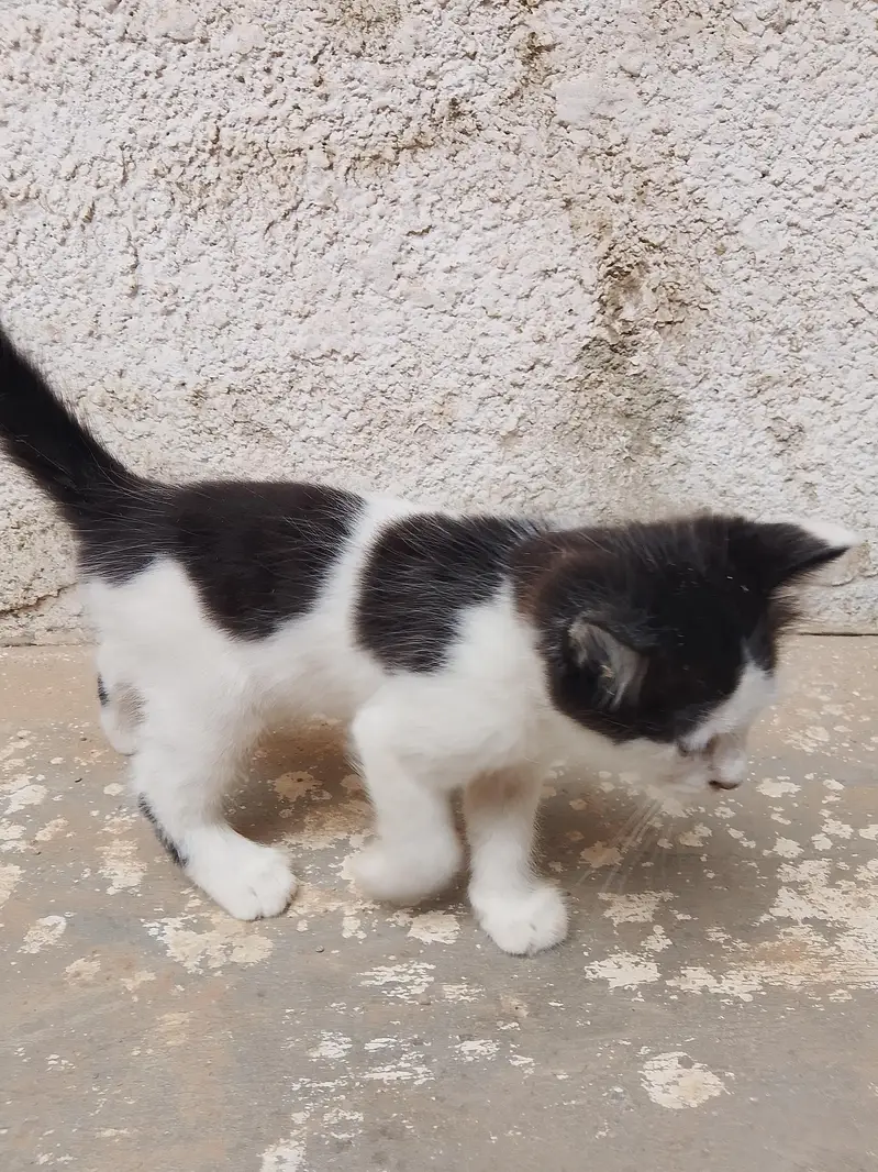 Pretty Chubby Kitten  — photo 4