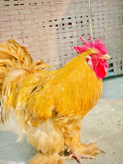 Golden buff hen's for sale / and eggs