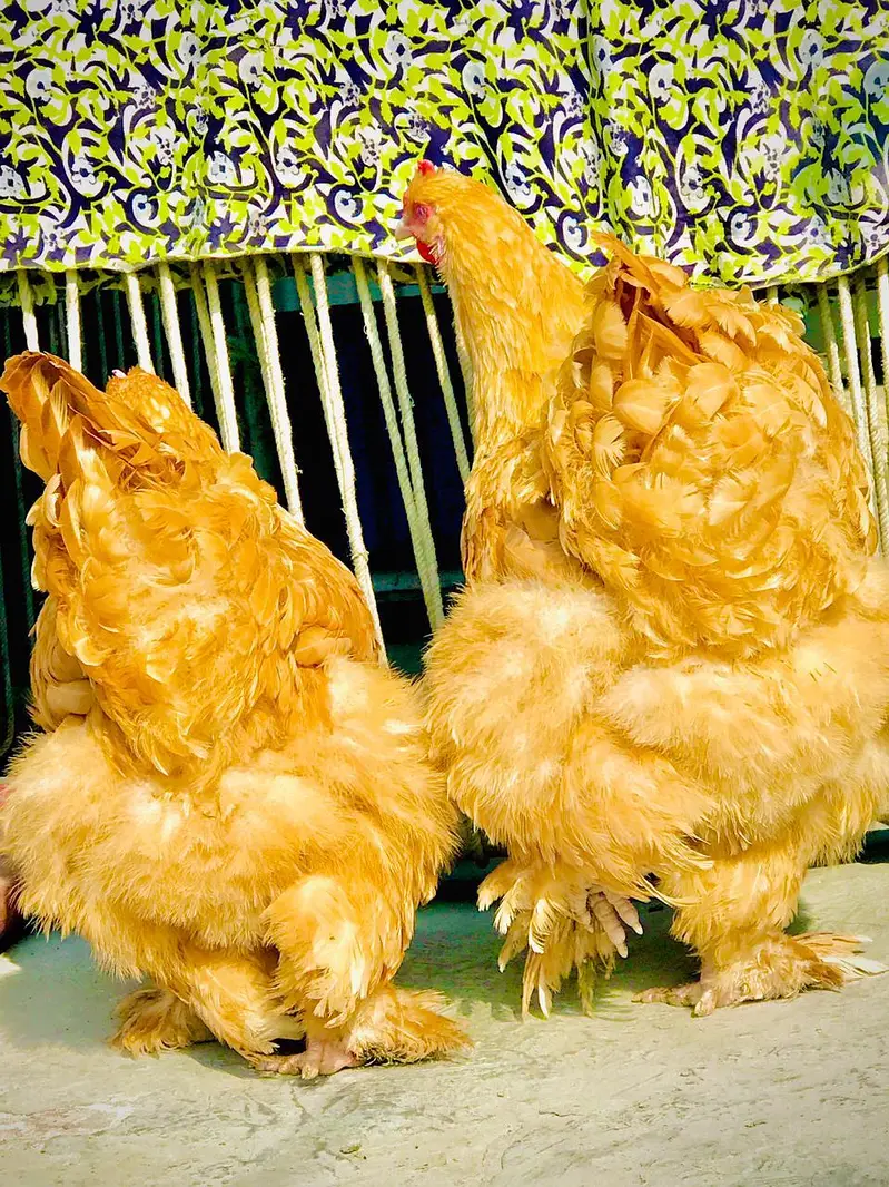 Golden buff hen's for sale / and eggs — photo 2