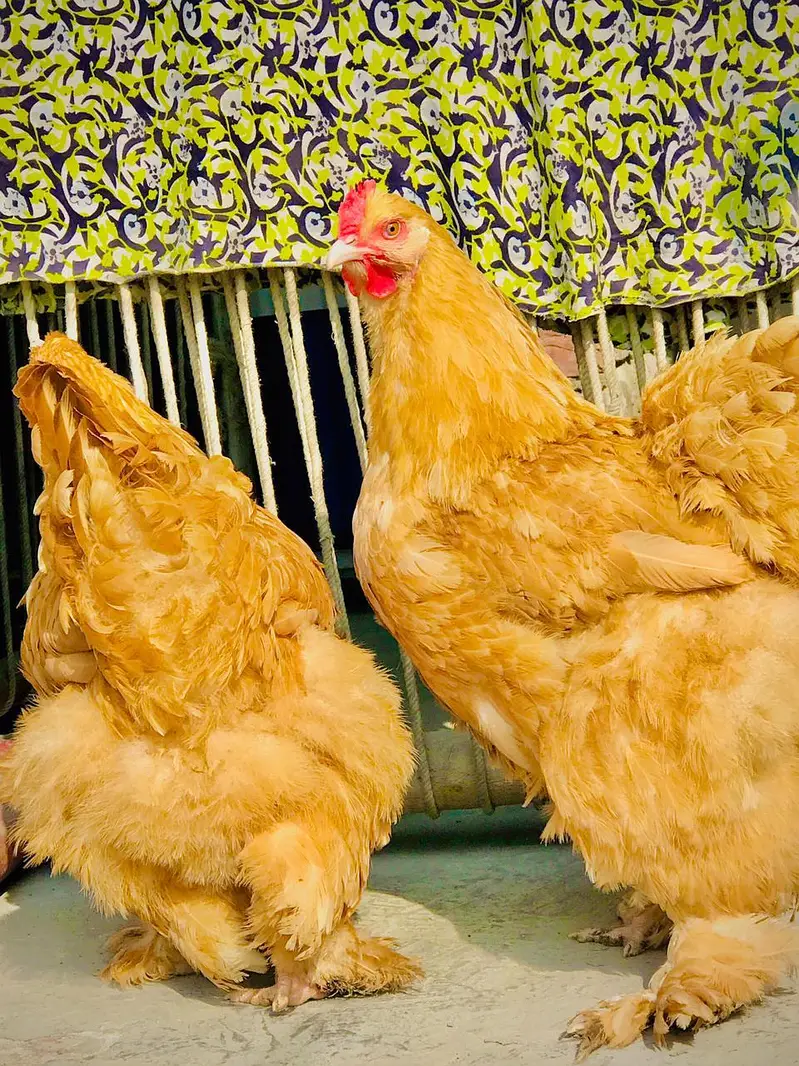 Golden buff hen's for sale / and eggs — photo 3