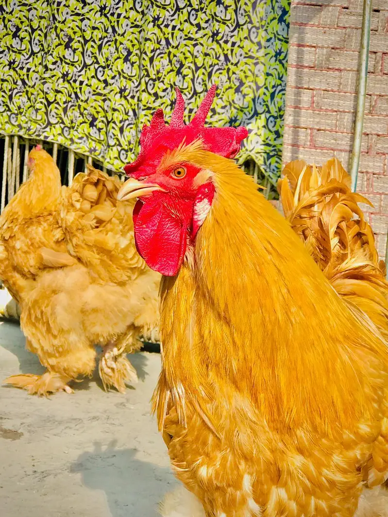 Golden buff hen's for sale / and eggs — photo 4