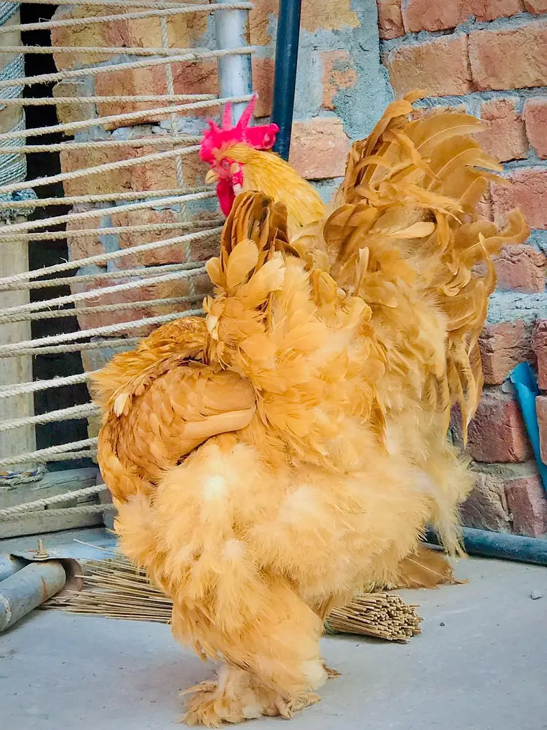 Golden buff hen's for sale / and eggs — photo 5