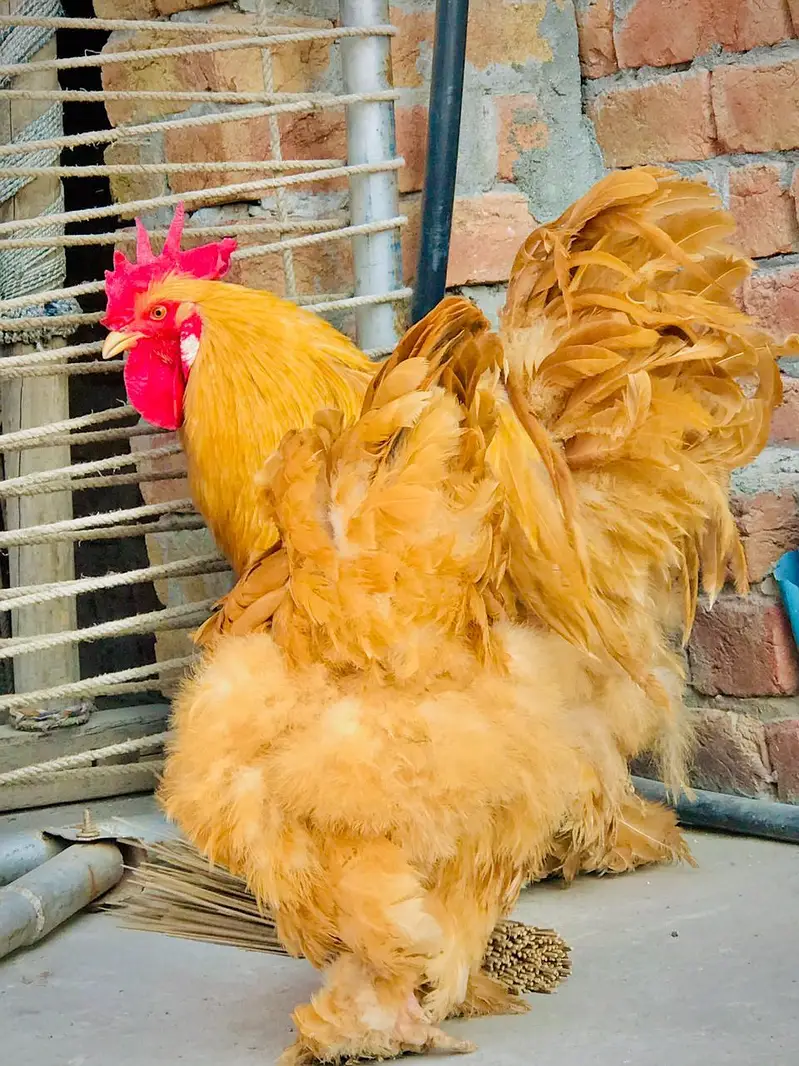 Golden buff hen's for sale / and eggs — photo 6