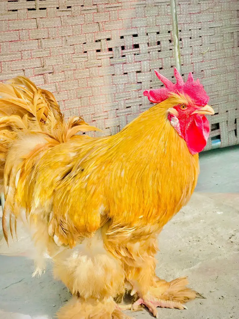 Golden buff hen's for sale / and eggs — photo 7